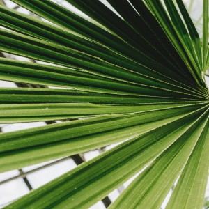 palmier-floride-cheveux