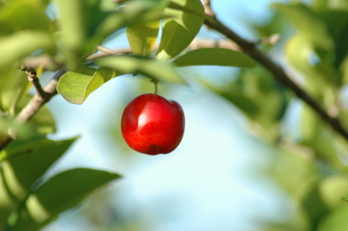 acerola-vitalité