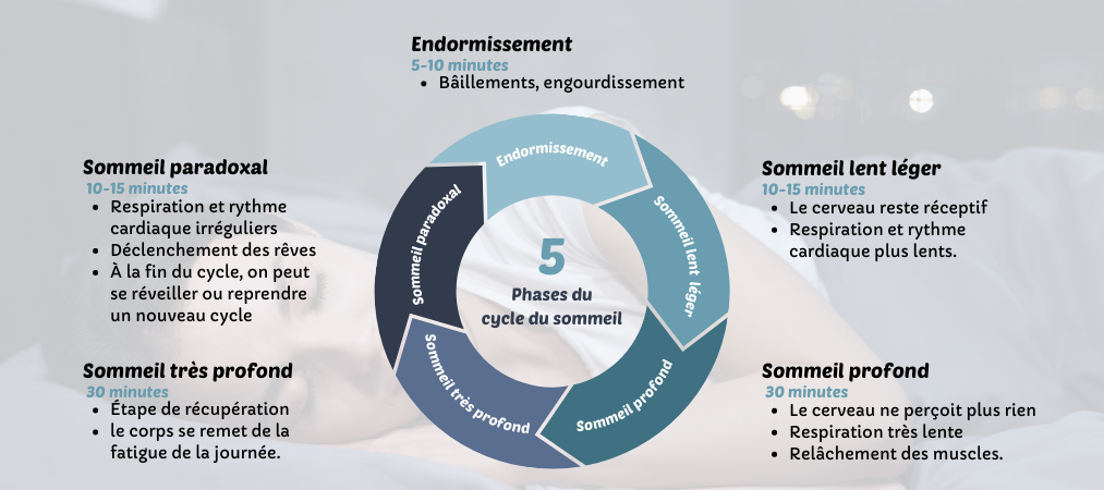 5 cycles du sommeil